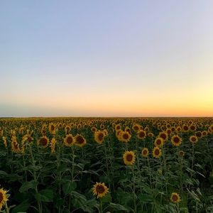 Meet your Posher, Ensley